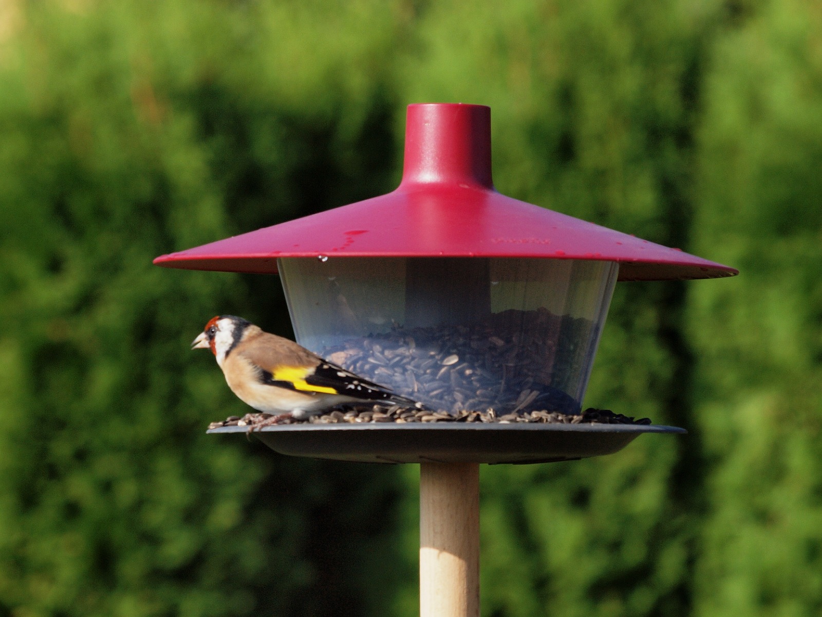 Vogelfuutterhaus mit rotem Dach, dargestellt auf einem Pfosten.